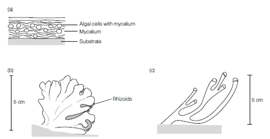 2282_Symbioses 1.png